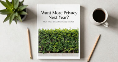 Want More Privacy Next Year? Plant These 6 Beautiful Hedges This Fall For Natural Screening From Prying Eyes