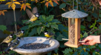 What Backyard Birds Need In September – 6 Easy Ways To Help Them Through Fall