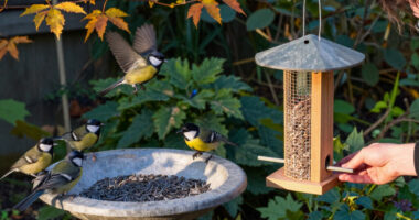 What Backyard Birds Need In September – 6 Easy Ways To Help Them Through Fall