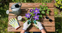 What Your Clematis Needs In September – 5 Easy Tasks To Boost Your Blooms And Protect Next Year’s Display