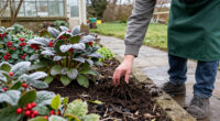 12 Plants To Add To Your Garden Now For Winter Beauty