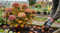 5 Plants You Should Never Prune In October – Or You Risk Ruining A Gorgeous Winter Display & Next Year's Blooms