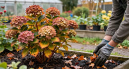 5 Plants You Should Never Prune In October – Or You Risk Ruining A Gorgeous Winter Display & Next Year's Blooms