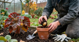 5 Things Begonias Need In October To Survive Winter – From Lifting Tubers To Bringing Plants Indoors