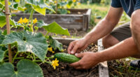 Blossom End Of Cucumber Guide For Growing Pickling Cucumbers