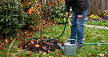 Garden Mythbusters: Is Fall Rain Enough For Newly Planted Shrubs And Trees? The Truth About Watering