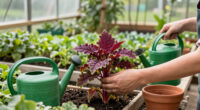 Growing Red Amaranth: Sowing, Care And Harvest