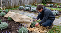 How To Winterize Lavender Plants To Protect Them From Cold And Wet