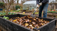 The Clever Secret To Speed Fall Leaves Into Free Compost By Spring