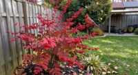 This Underrated Native Shrub Rivals Burning Bush For Fall Color – And Cardinals Love Its Berries!