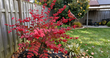 This Underrated Native Shrub Rivals Burning Bush For Fall Color – And Cardinals Love Its Berries!