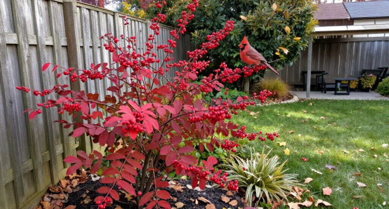 This Underrated Native Shrub Rivals Burning Bush For Fall Color – And Cardinals Love Its Berries!