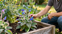 What Is Borage? Learn To Grow This Pollinator-Friendly Herb